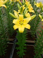 [5048 Pavia No02.JPG]